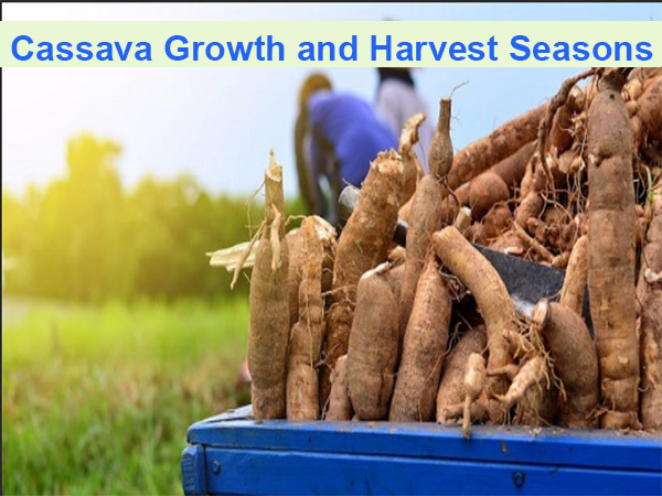 Does cassava have growth seasons? How do I know my cassava is ready for harvest?