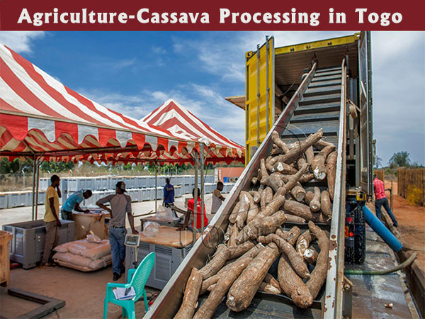 Cassava Processing: A Key Breakthrough in Togo's Agricultural Transformation