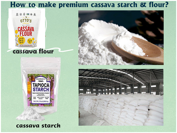 Beyond Dried Cassava Chips: How Technology Enables Production of Premium Starch & Flour?