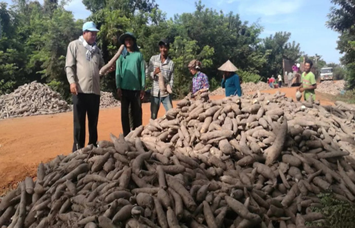 cassava processing business