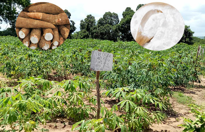 Cassava cultivation
