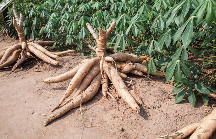 fresh cassava
