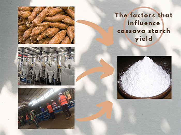 the factors influence cassava starch yield