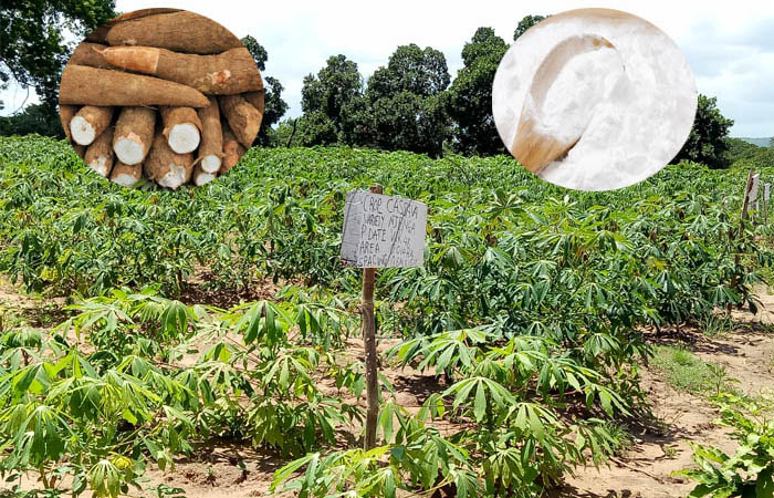 What products can cassava be processed to?