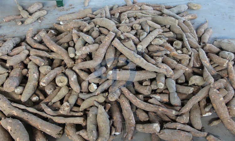 cassava