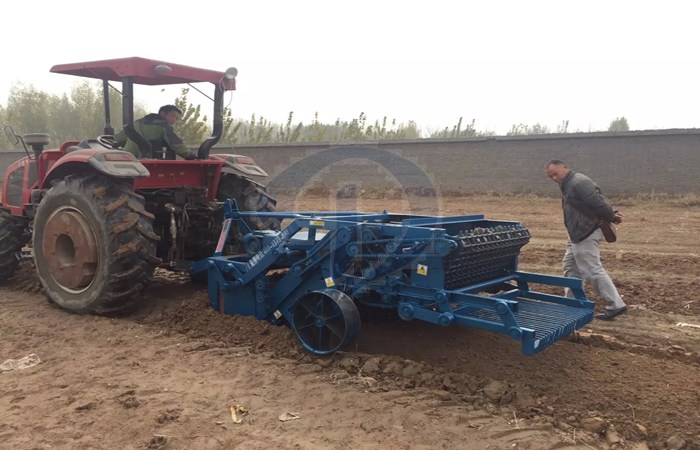 Cassava harvest plant